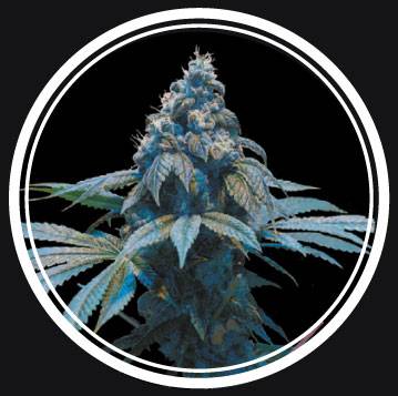 Blue Queen (Strong Seeds) - 3 fem.