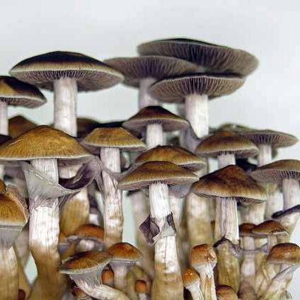 Споры грибов Psilocybe Cubensis — Ban Hua Thanon