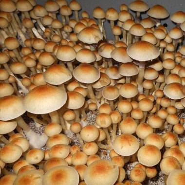 Споры грибов Psilocybe Cubensis — Brazil