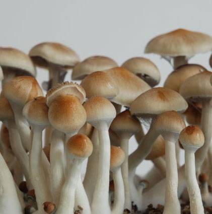 Споры грибов Psilocybe cubensis - Ecuador