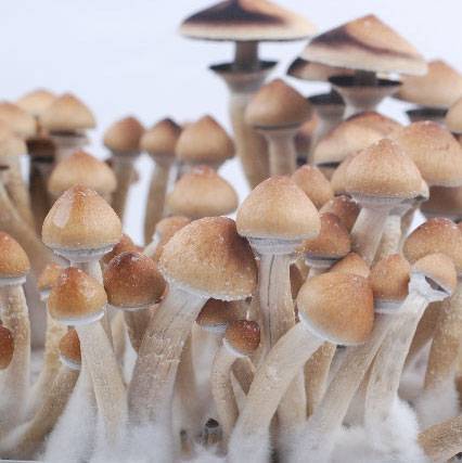 Споры грибов Psilocybe cubensis - Orissa