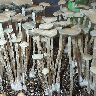 Споры грибов Panaeolus tropicalis