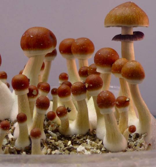 Споры грибов Psilocybe Cubensis - Thai