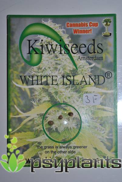 White Island  (Kiwiseeds) - 3 fem.