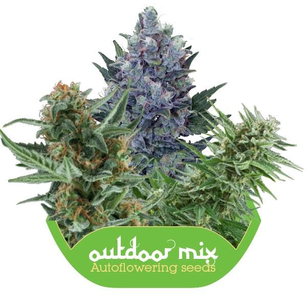 Autoflowering Outdoor Mix (Royal Queen Seeds) - 5 fem.