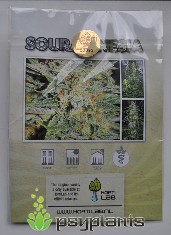 Sour Amnesia (Hortilab Seeds) - 9 reg.
