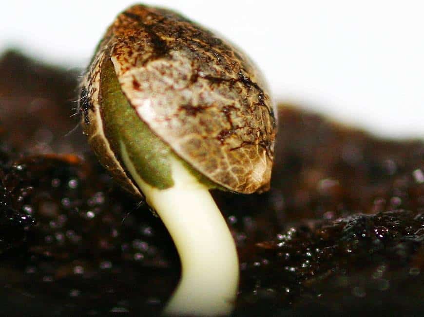 Сколько прорастают семена марихуаны как называется дикая конопля