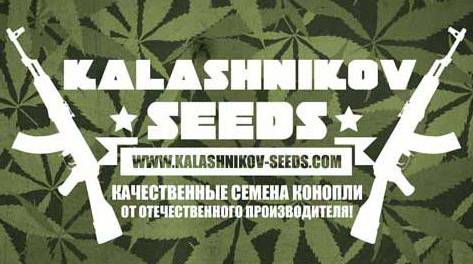 kalashnikov seeds