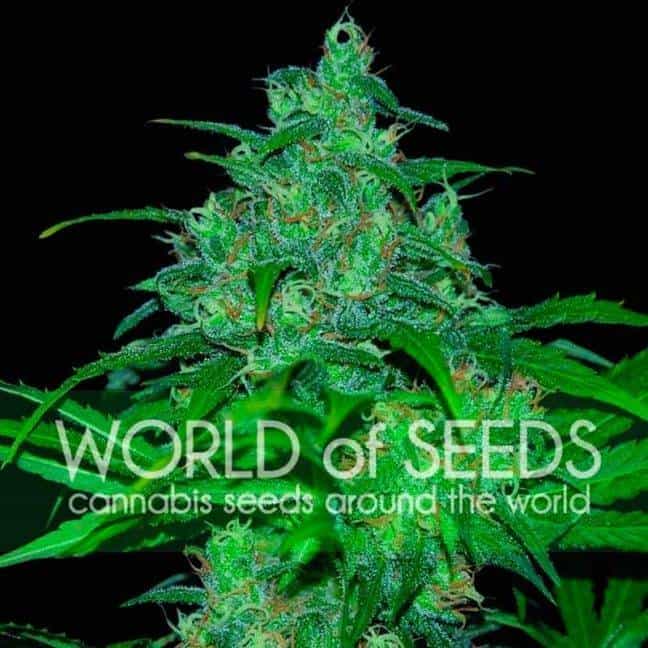 семена марихуаны элитные