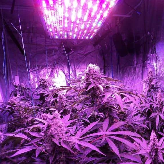 cannabis-led-light