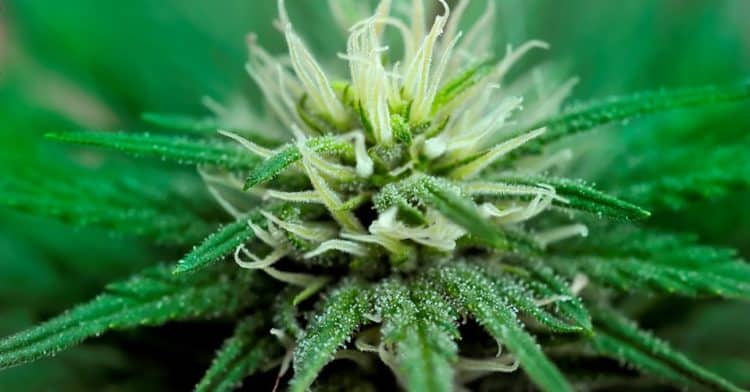 Самый быстрый сорт марихуаны конопля ботаническое описание