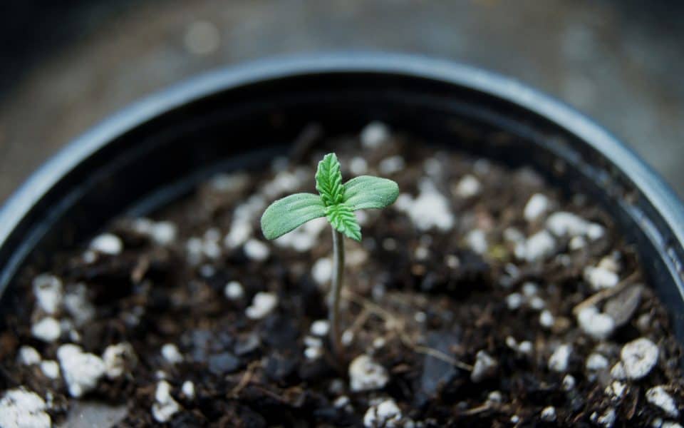 всхожесть семян марихуаны