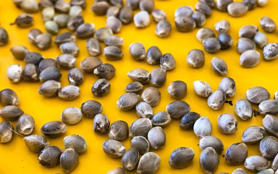 Законно ли приобретение семян конопли как получить рецепт на коноплю