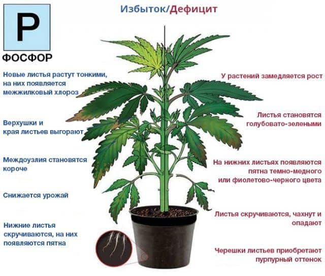 Коричневые пятна у листьев конопли употребление марихуаны россии