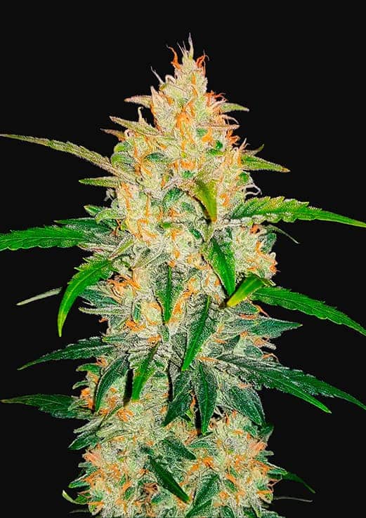 семена марихуаны автоцветы