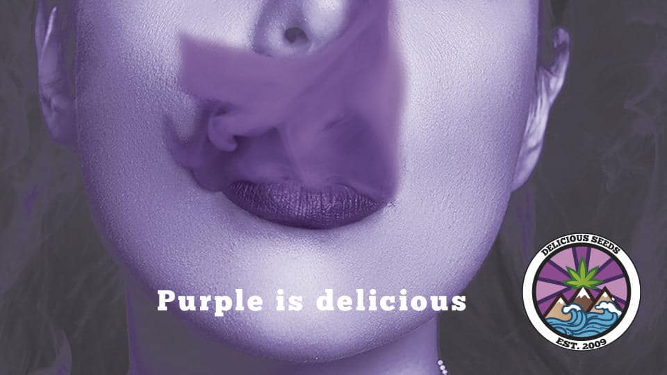purple is delicious