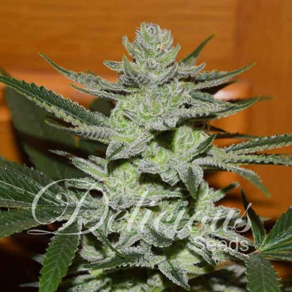 Unknown Kush (Delicious Seeds) - 3 fem.