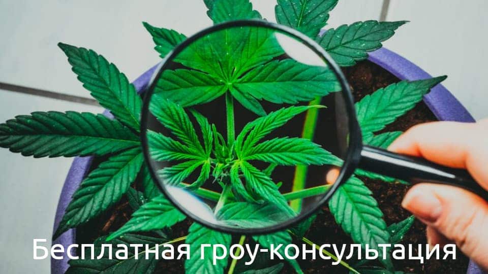 besplatnaya-grow-konsultatsiya