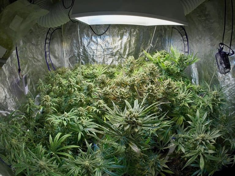 смотреть как выращивают марихуану