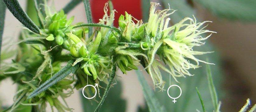Как феминизировать семена конопляные сигареты с марихуаной где купить