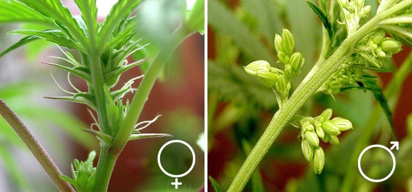 Как феминизировать марихуану как выглядит семечко конопли