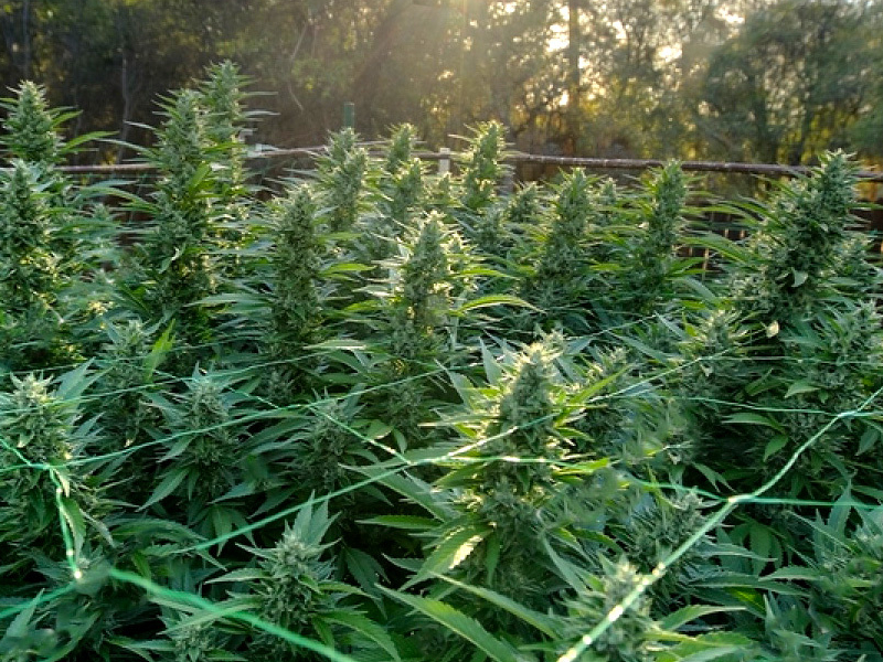 максимальный урожай марихуана