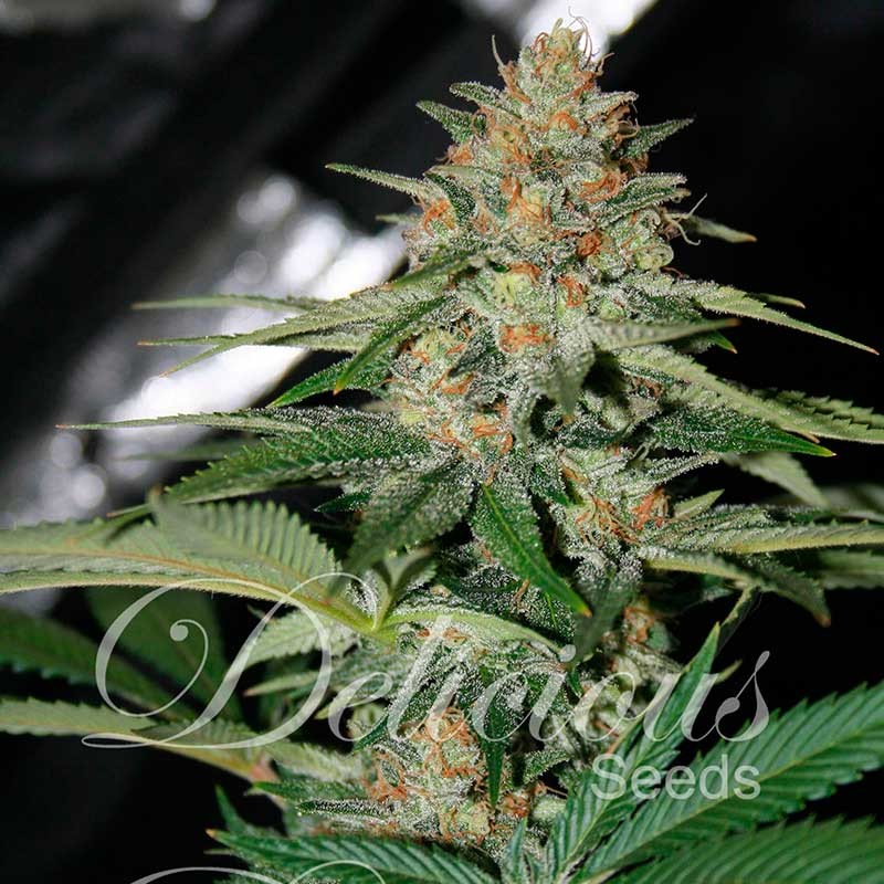Delicious Candy (Delicious Seeds) - 3 fem.