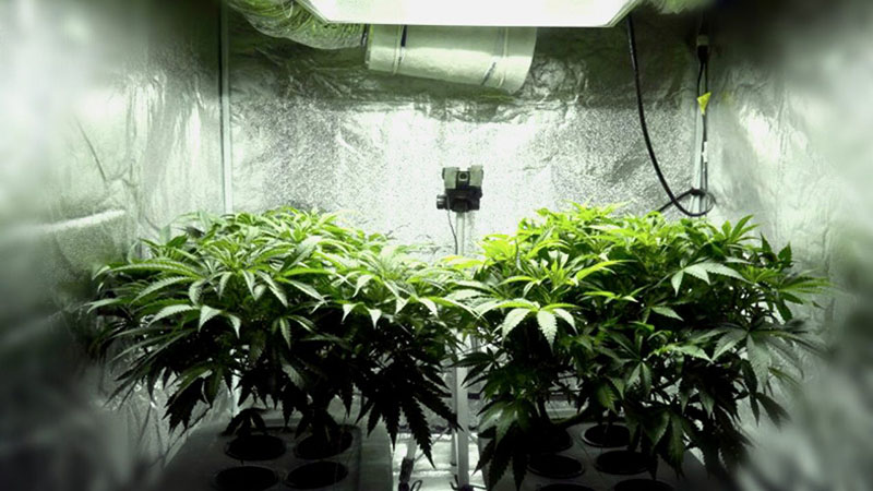 как оборудовать комнату для выращивания марихуаны