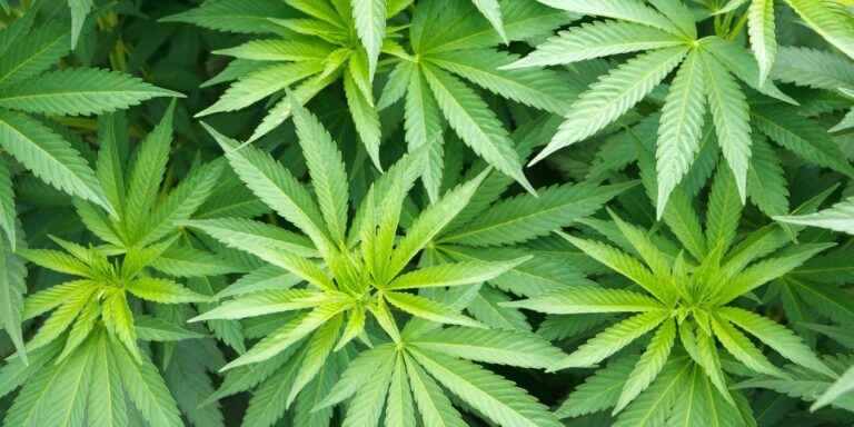 Вегетационный период у марихуаны из чего делают наркотики