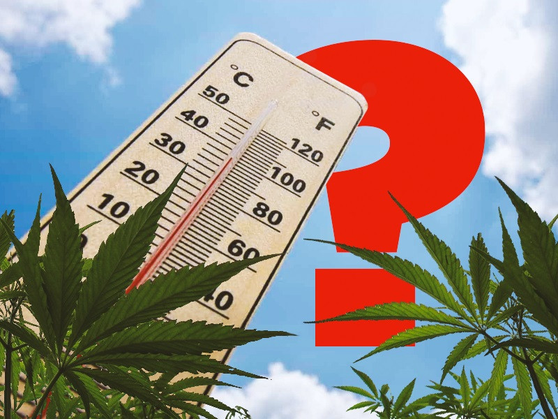 Какая температура должна быть при выращивании марихуаны конопля на вкус