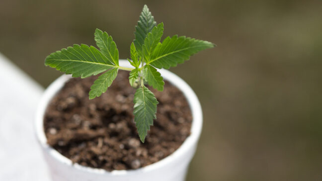 Первые ростки марихуаны плод щавеля и конопли