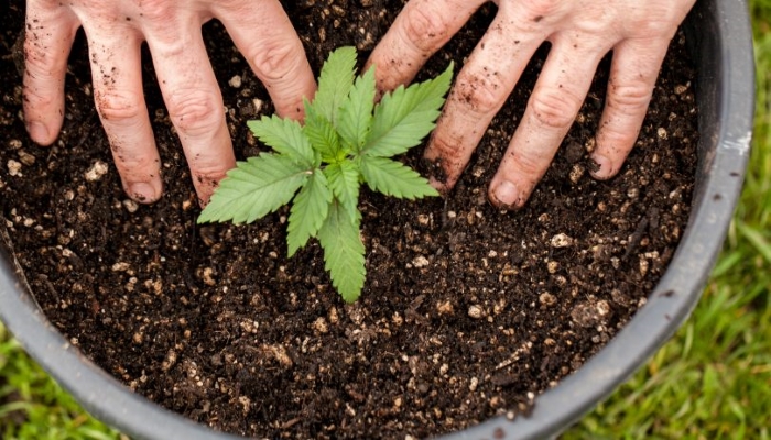 Какой грунт подходит для выращивания марихуаны сколько дней показывает тест на коноплю
