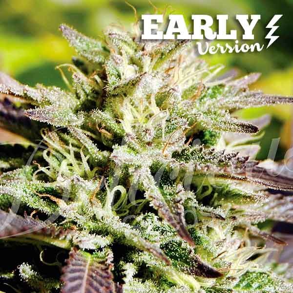 Caramelo Early Version (Delicious Seeds) - 3 fem.