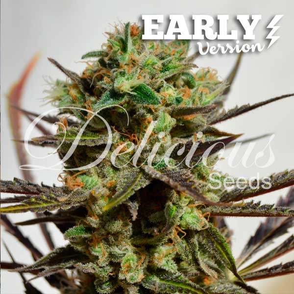 Delicious Candy Early Version (Delicious Seeds) - 3 fem