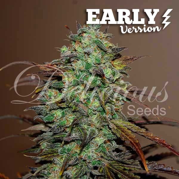 Eleven Roses Early Version (Delicious Seeds) 3 fem.