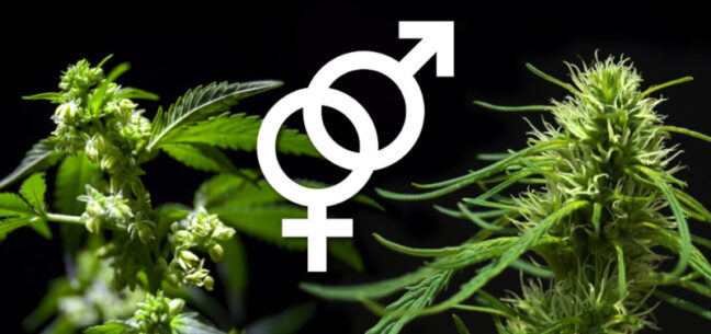 Семена конопли почтой форум митинг легализации марихуаны