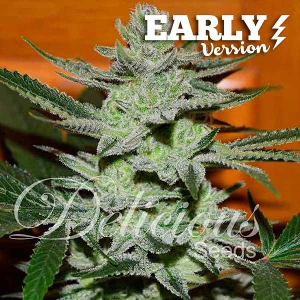 Unknown Kush Early Version (Delicious Seeds) - 3 fem.