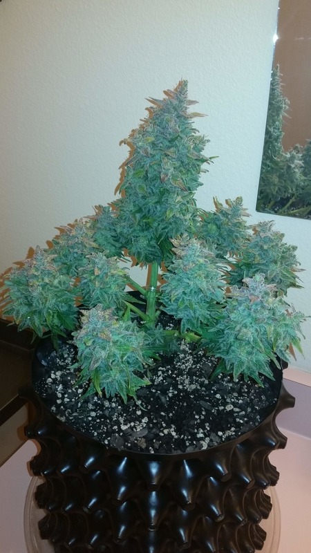 Afghan Airlines Auto (Black Stealth Company) - 3 fem.