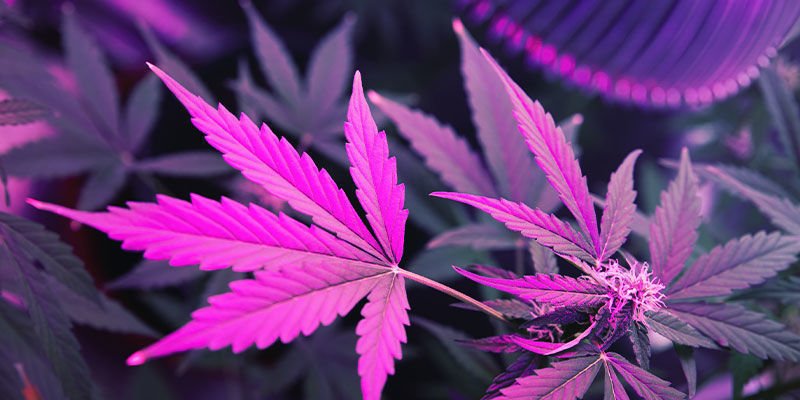 Конопля ультрафиолет выращивание марихуане видео